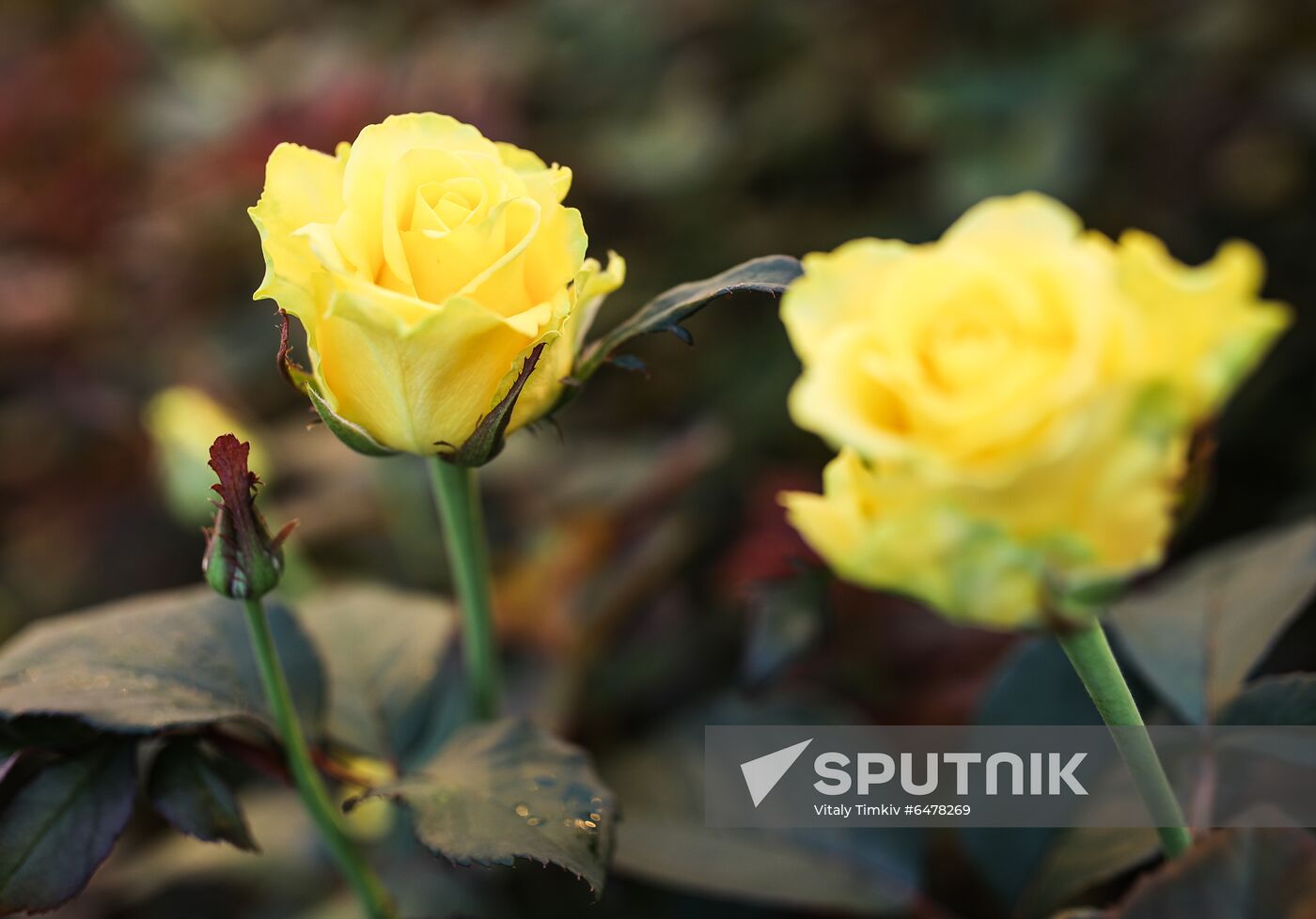 Russia Flowers