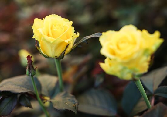 Russia Flowers