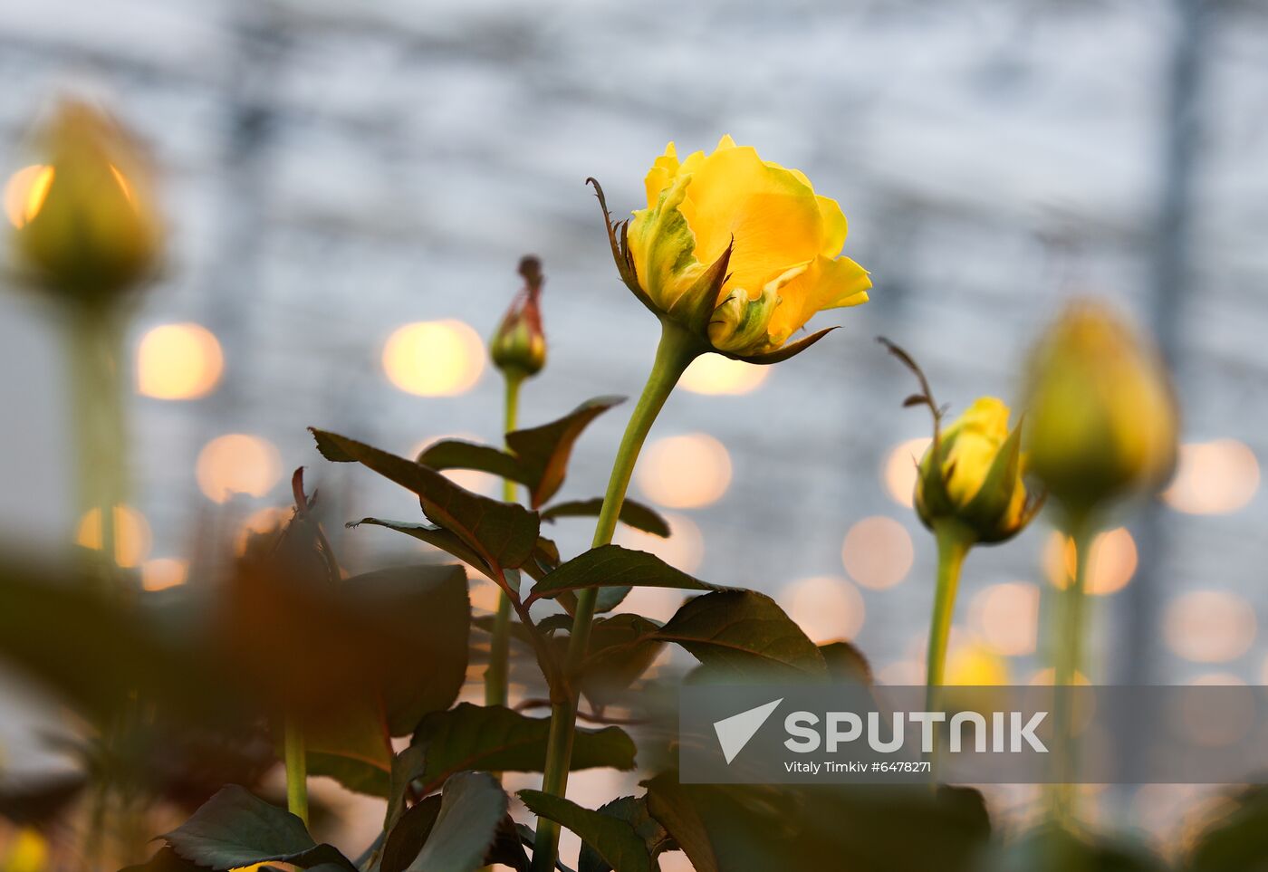 Russia Flowers