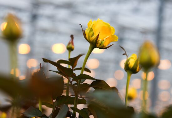 Russia Flowers