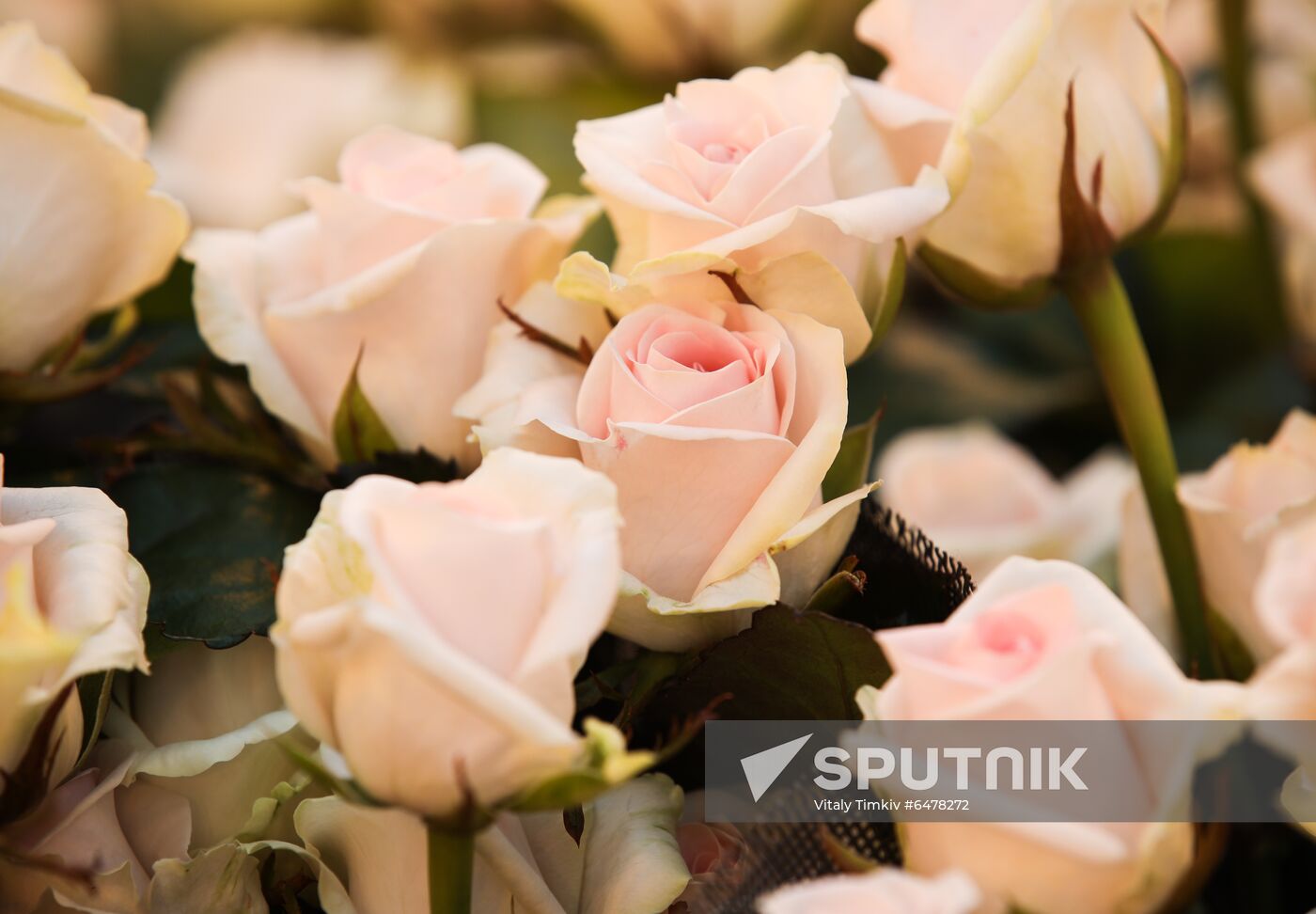 Russia Flowers