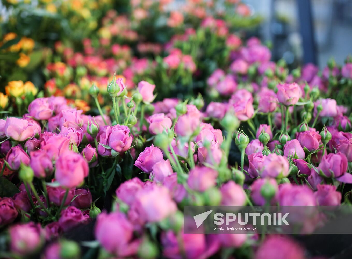 Russia Flowers