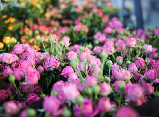 Russia Flowers