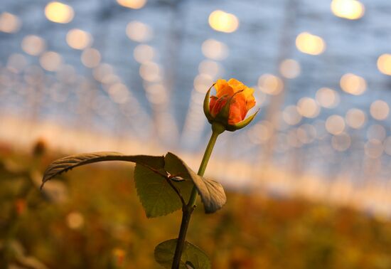 Russia Flowers