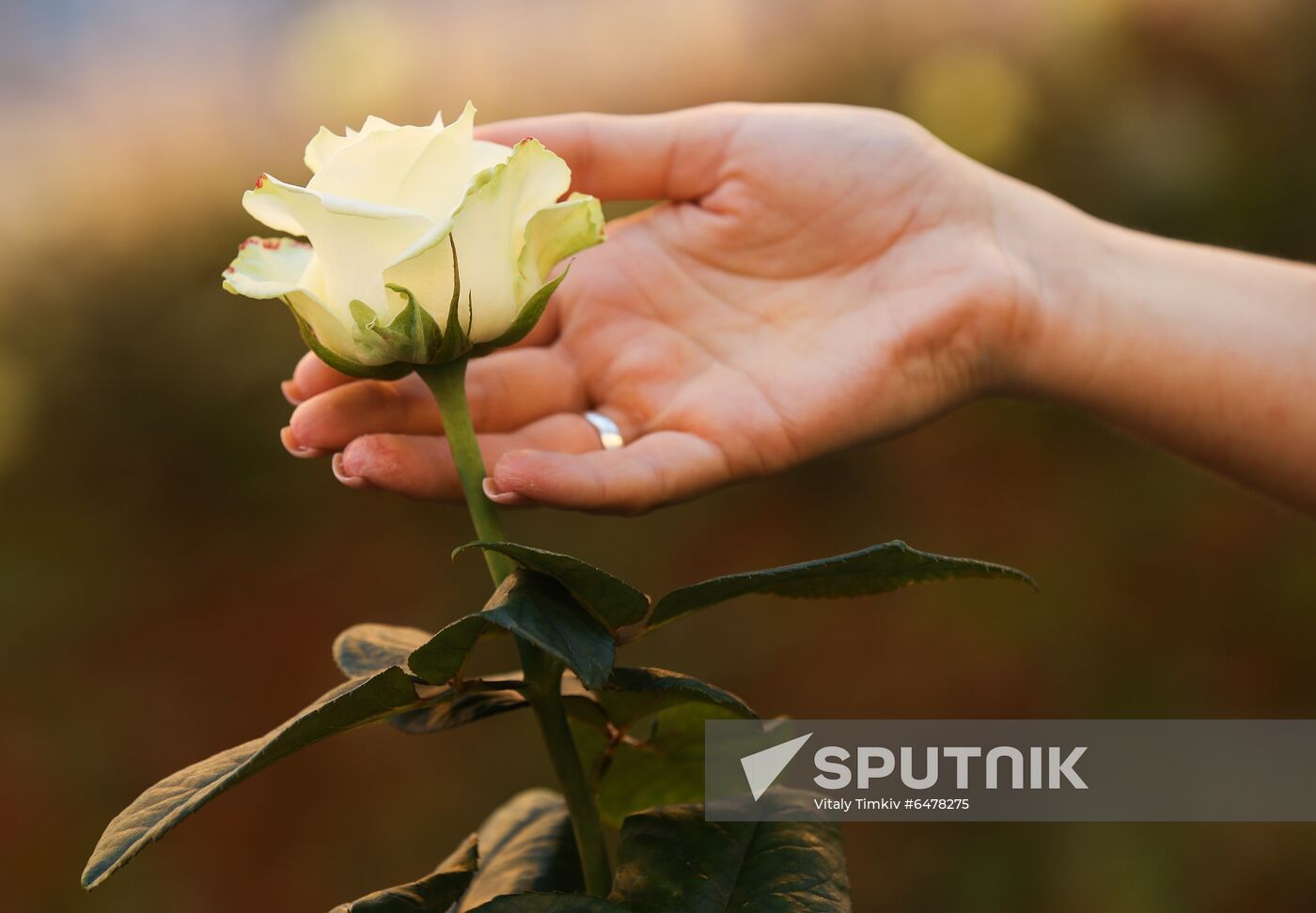 Russia Flowers