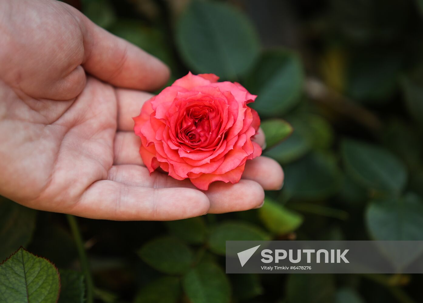 Russia Flowers