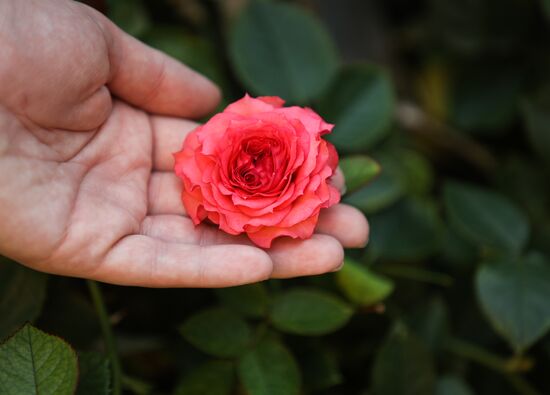Russia Flowers