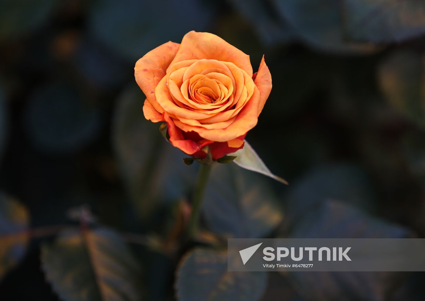 Russia Flowers