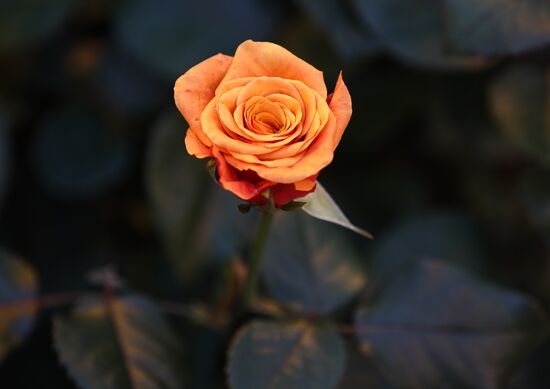 Russia Flowers