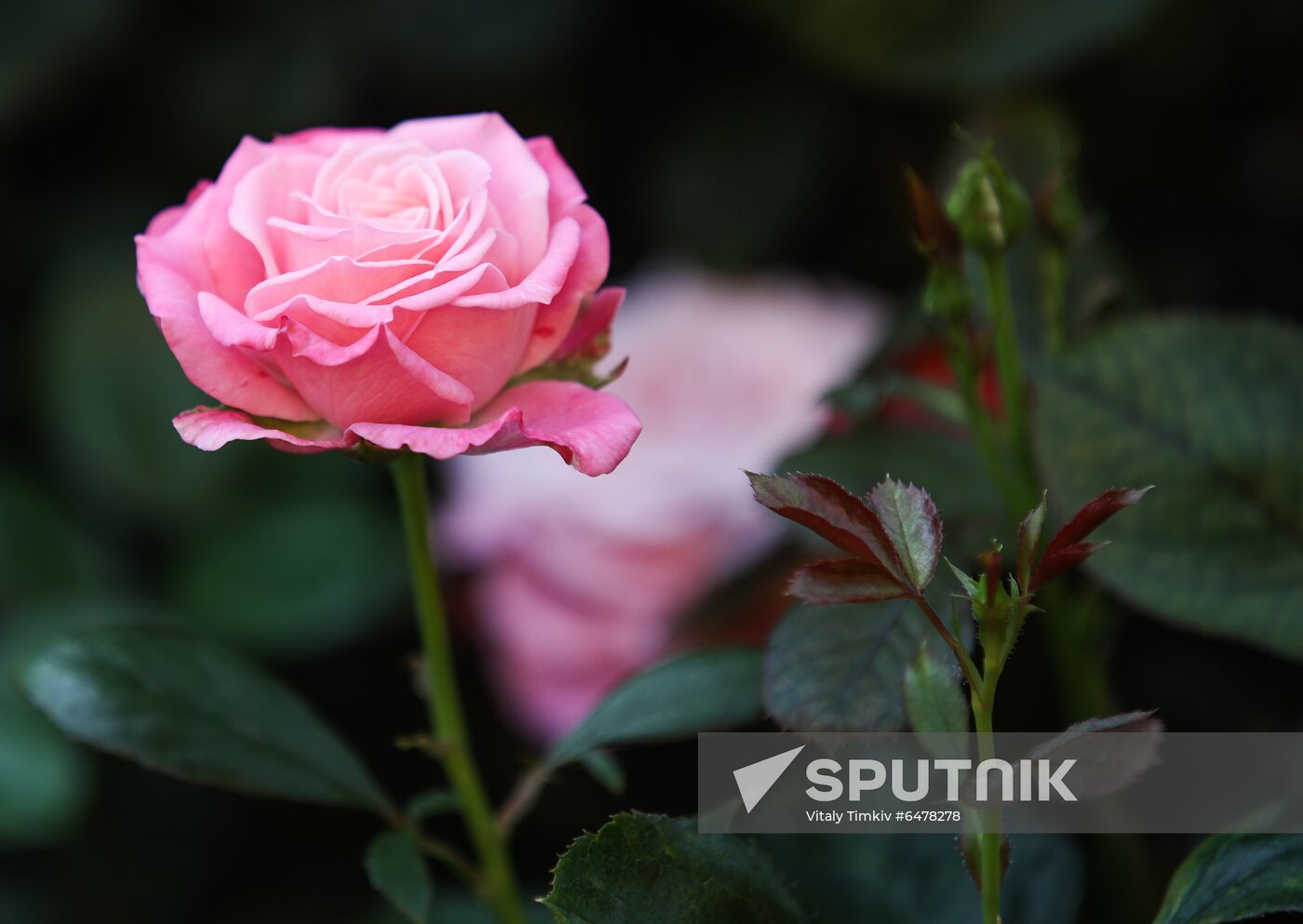 Russia Flowers