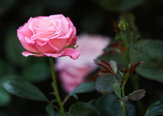 Russia Flowers