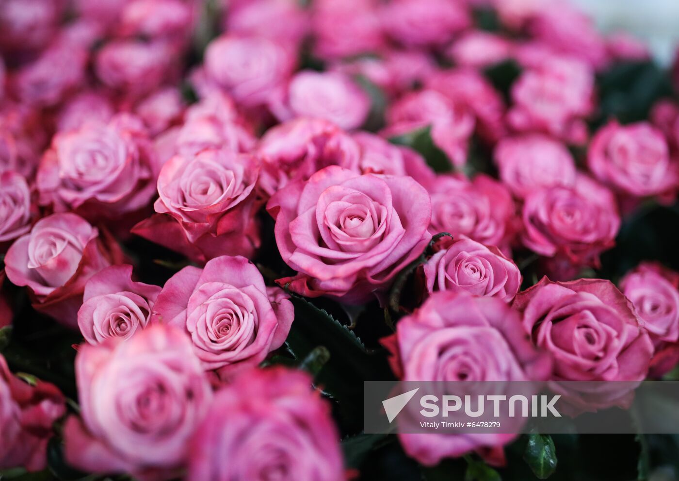 Russia Flowers