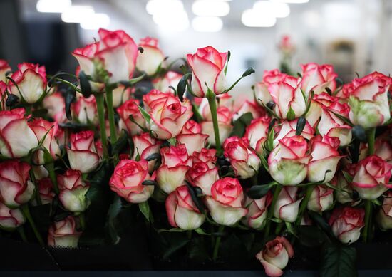 Russia Flowers