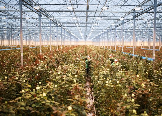 Russia Flowers