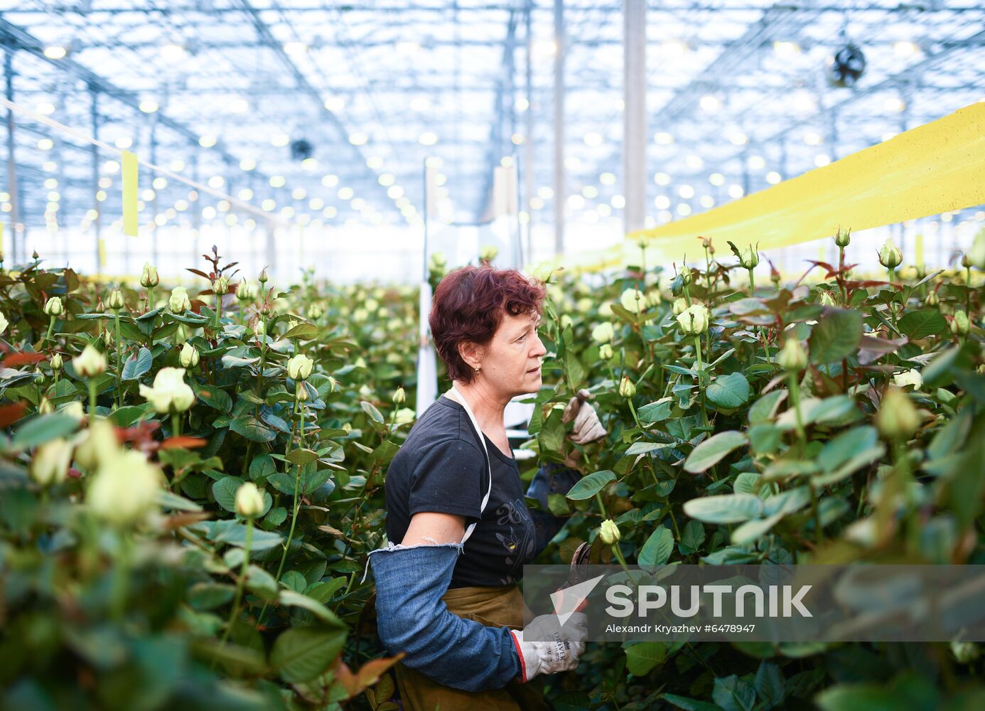 Russia Flowers
