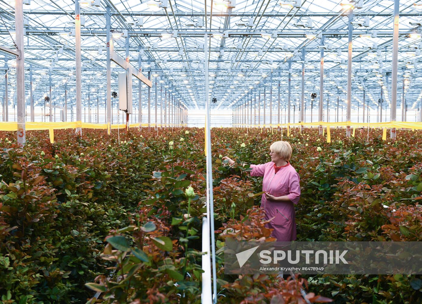 Russia Flowers