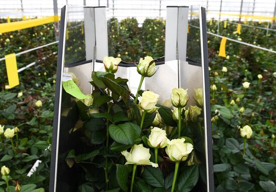 Russia Flowers