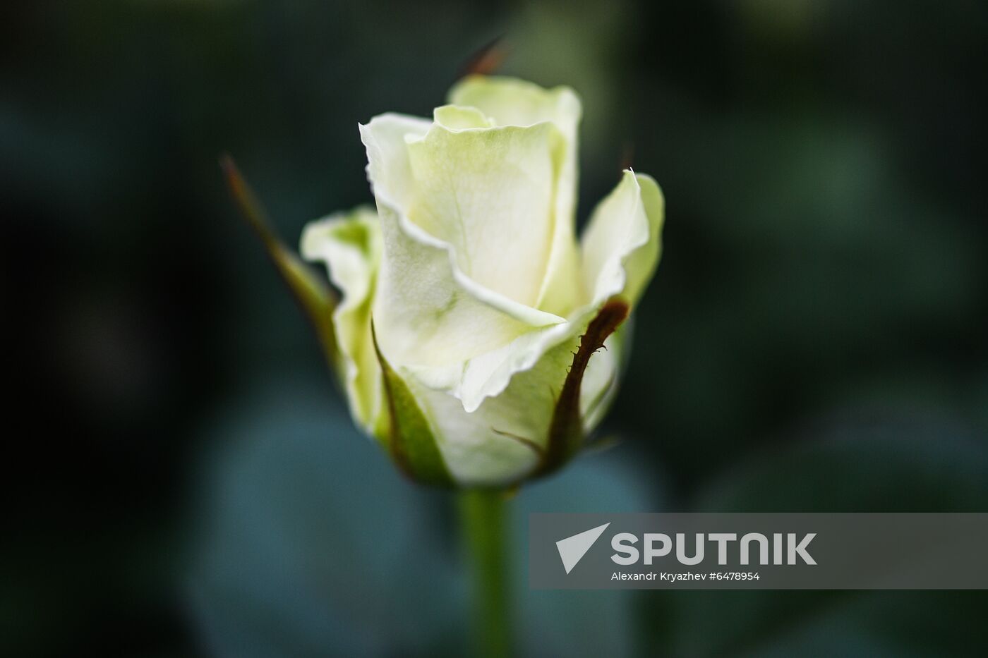 Russia Flowers