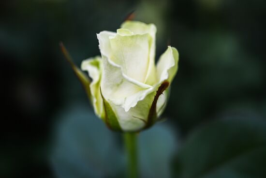 Russia Flowers