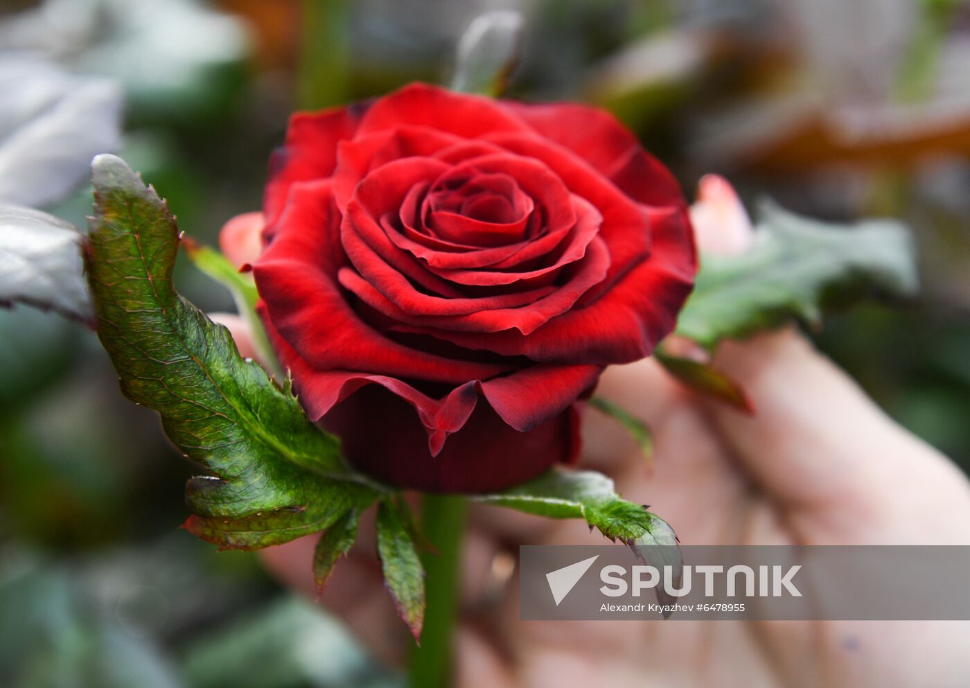Russia Flowers