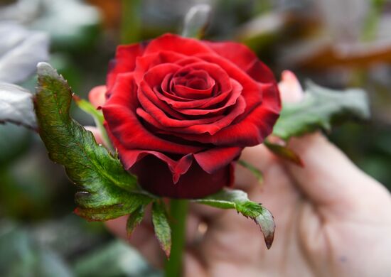 Russia Flowers