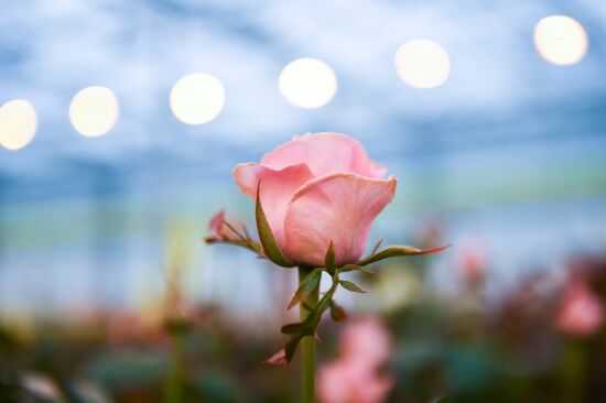 Russia Flowers