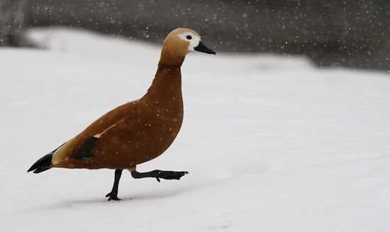 Russia Zoo