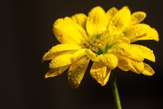 Armenia Flowers