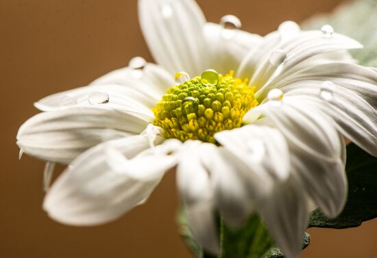 Armenia Flowers