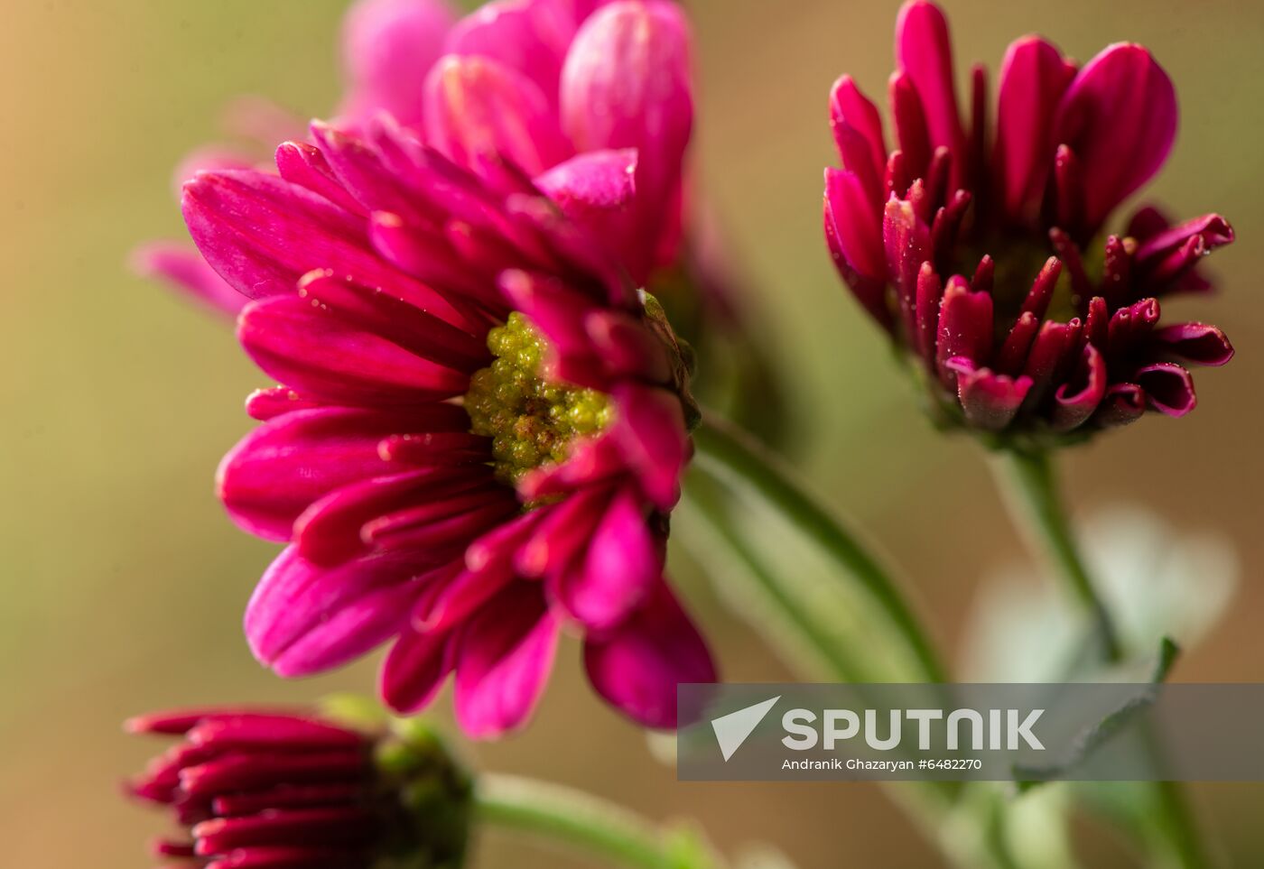 Armenia Flowers