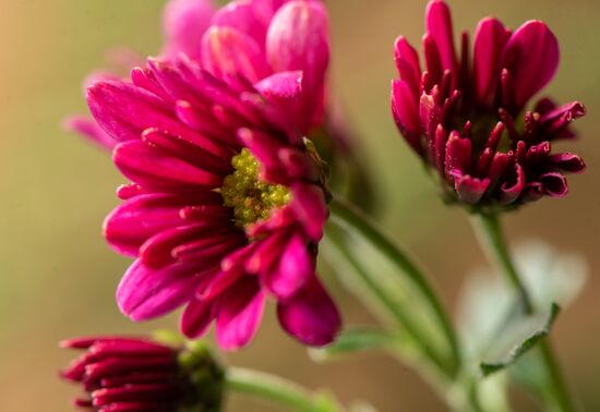 Armenia Flowers