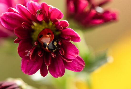 Armenia Flowers