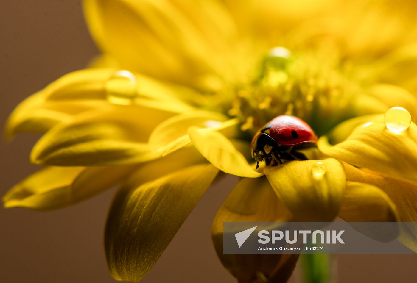 Armenia Flowers