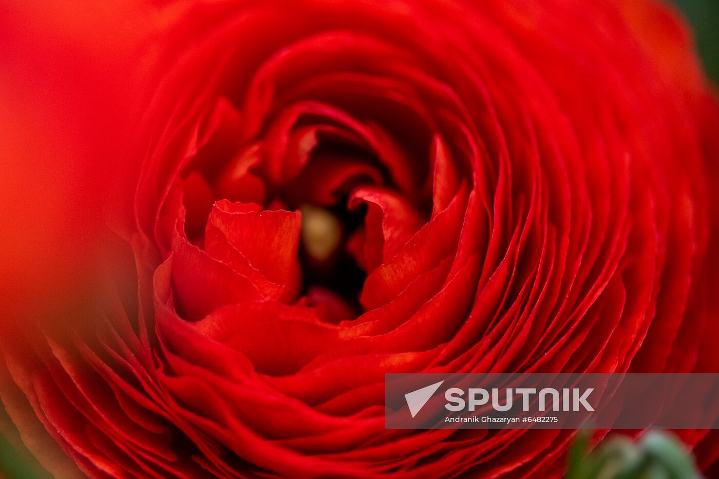 Armenia Flowers
