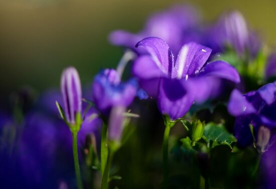 Armenia Flowers