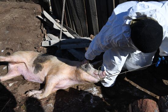 Russia African Plague Outbreak