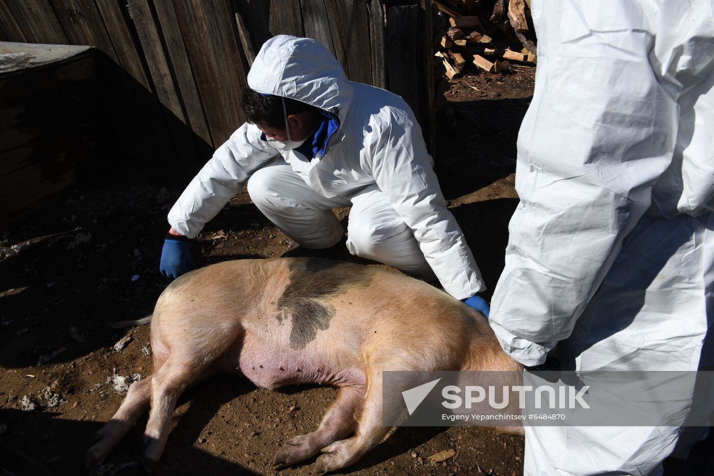 Russia African Plague Outbreak