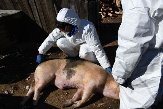 Russia African Plague Outbreak