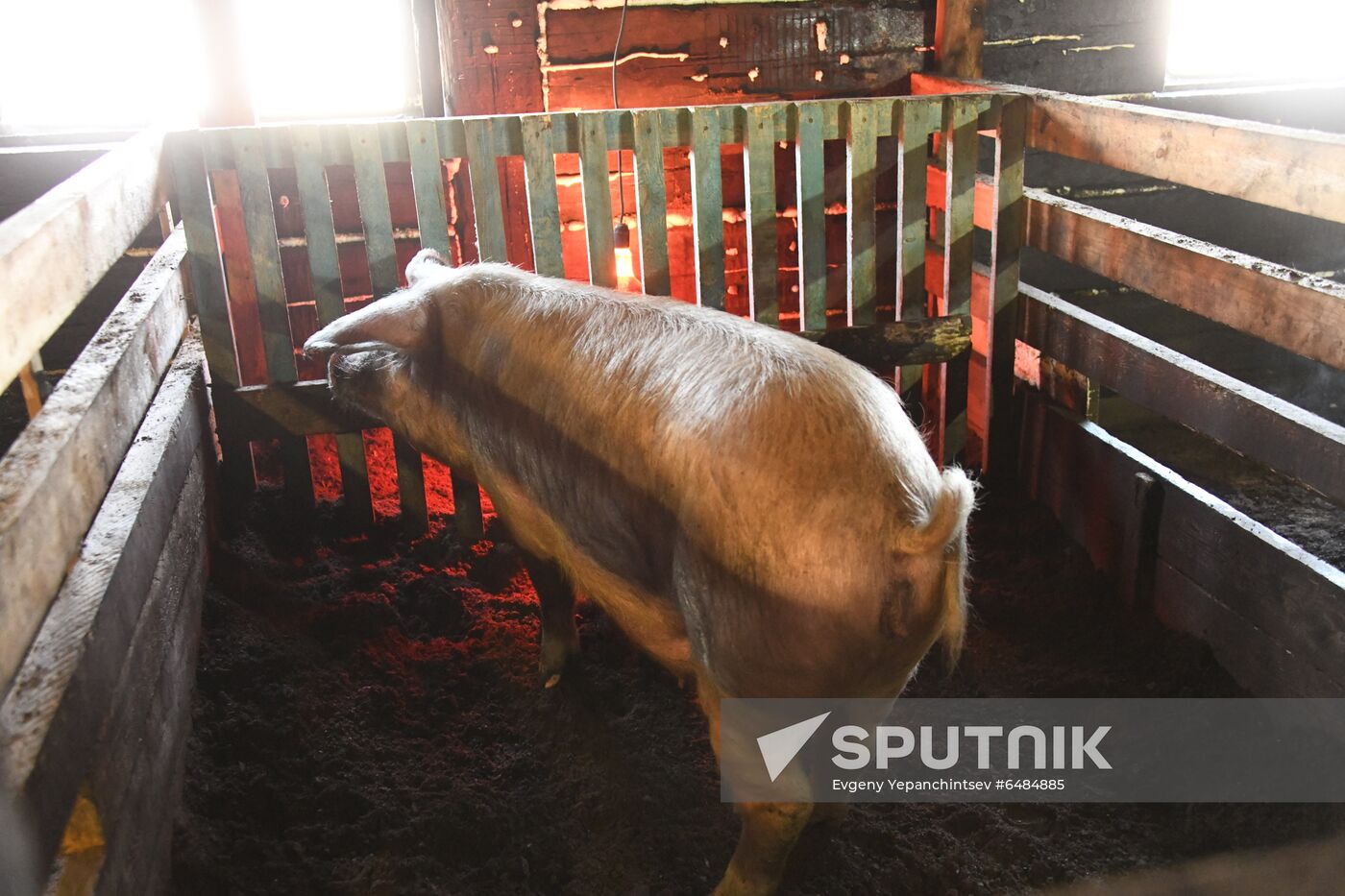 Russia African Plague Outbreak