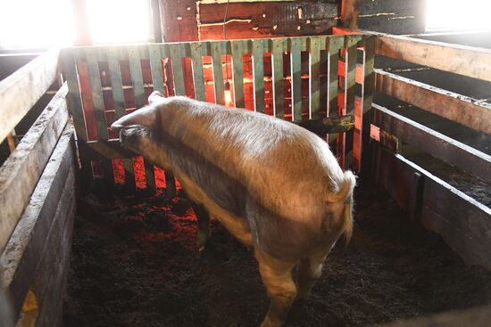 Russia African Plague Outbreak