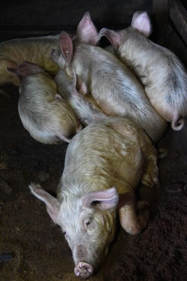 Russia African Plague Outbreak