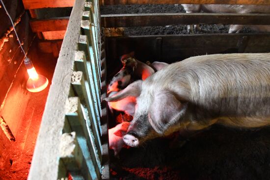 Russia African Plague Outbreak