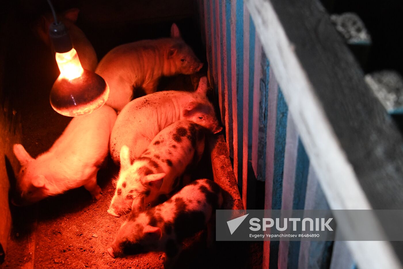 Russia African Plague Outbreak