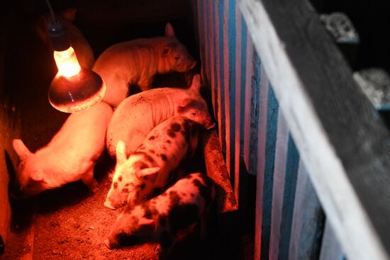 Russia African Plague Outbreak