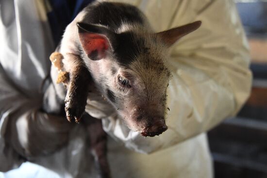 Russia African Plague Outbreak