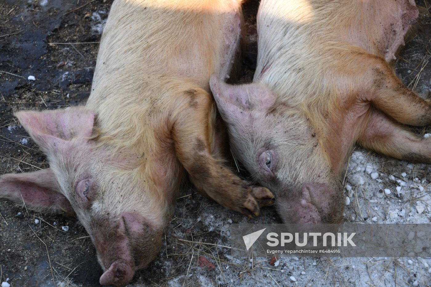 Russia African Plague Outbreak