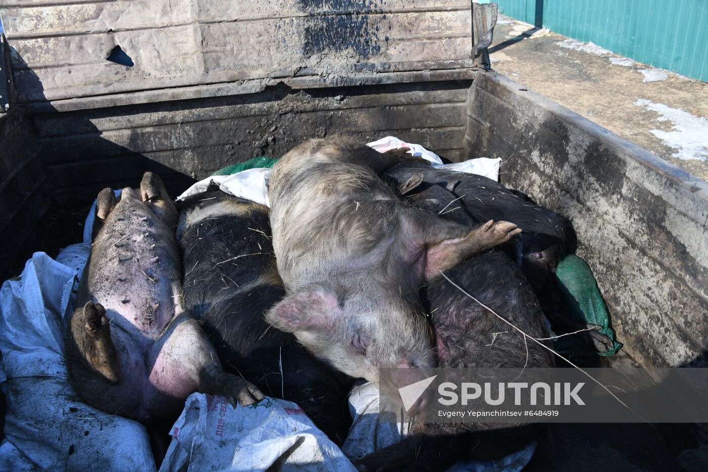 Russia African Plague Outbreak
