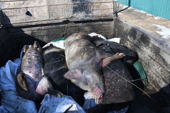 Russia African Plague Outbreak