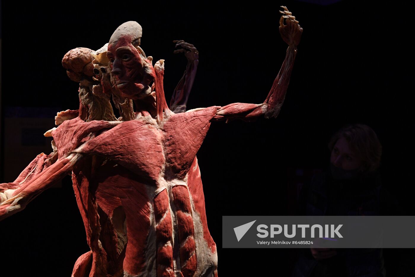 Russia Body Worlds Exhibition