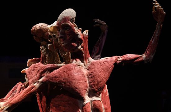 Russia Body Worlds Exhibition